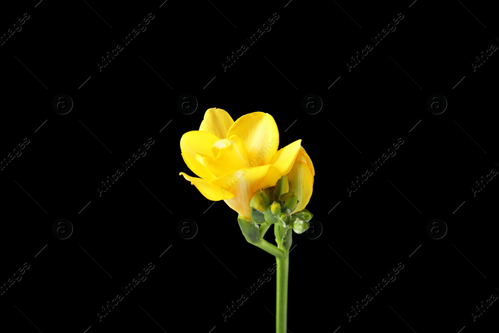 Photo of Beautiful freesia with fragrant flowers on black background