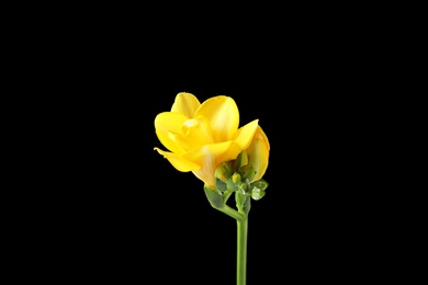 Beautiful freesia with fragrant flowers on black background