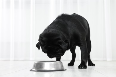 Photo of Cute Pug dog eating from metal bowl in room