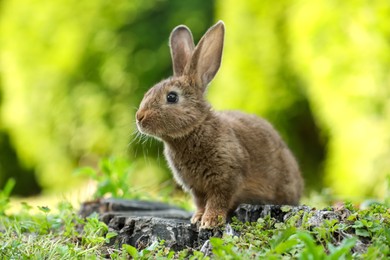 Photo of Cute fluffy rabbit on tree stump among green grass outdoors