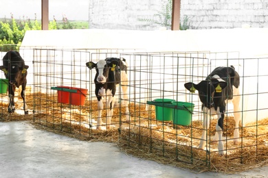 Pretty little calves in cages on farm. Animal husbandry