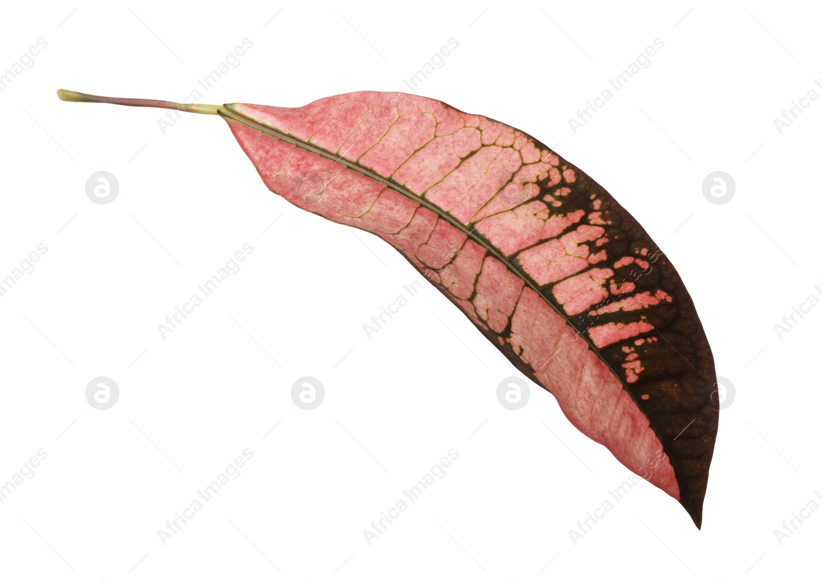 Photo of Leaf of tropical codiaeum plant on white background