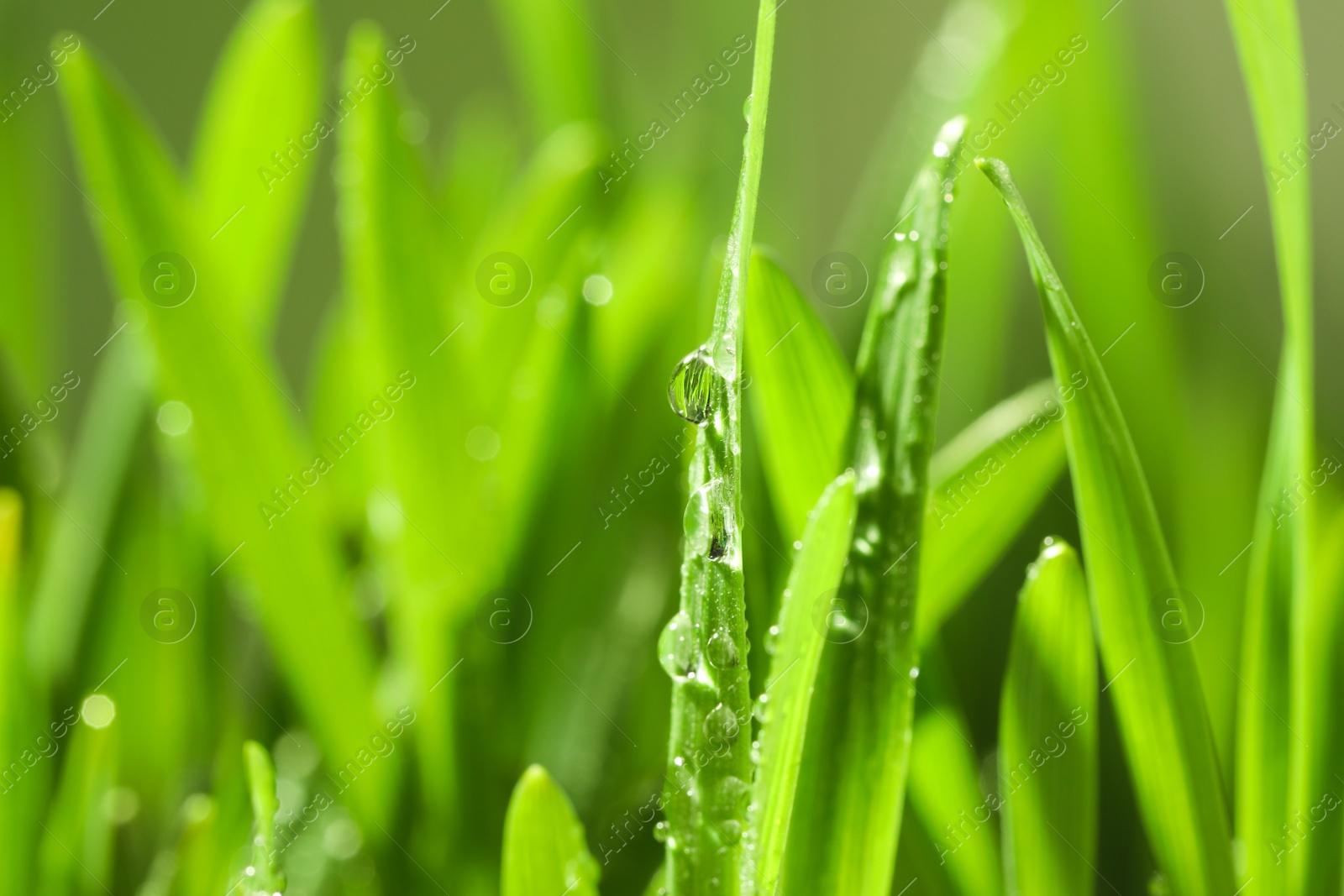 Photo of Green lush grass with water drops on blurred background, closeup