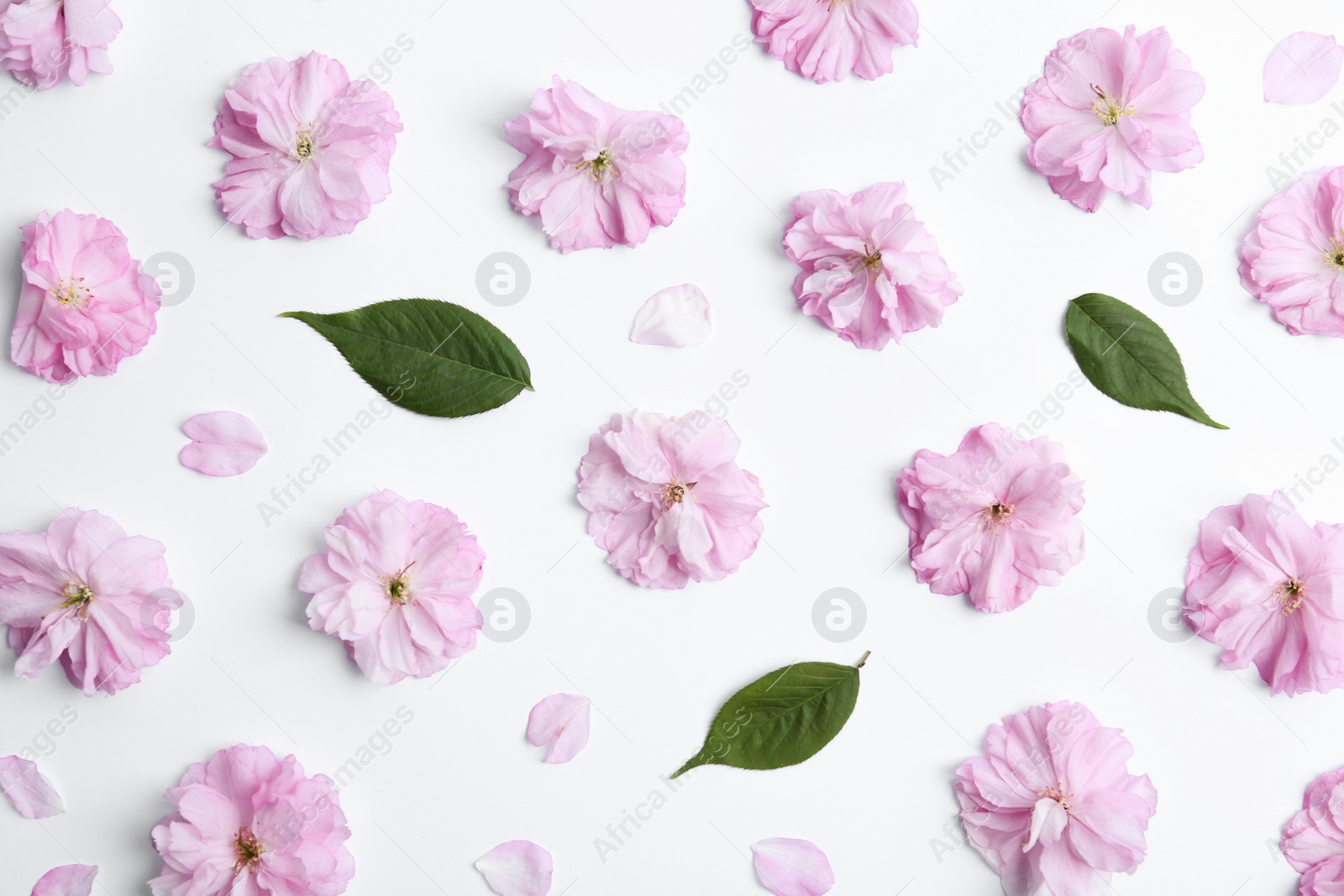 Photo of Beautiful sakura blossom and leaves on white background, flat lay. Japanese cherry