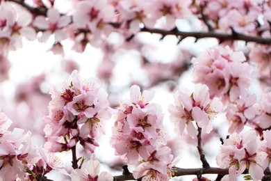 Delicate spring pink cherry blossoms on tree outdoors, closeup