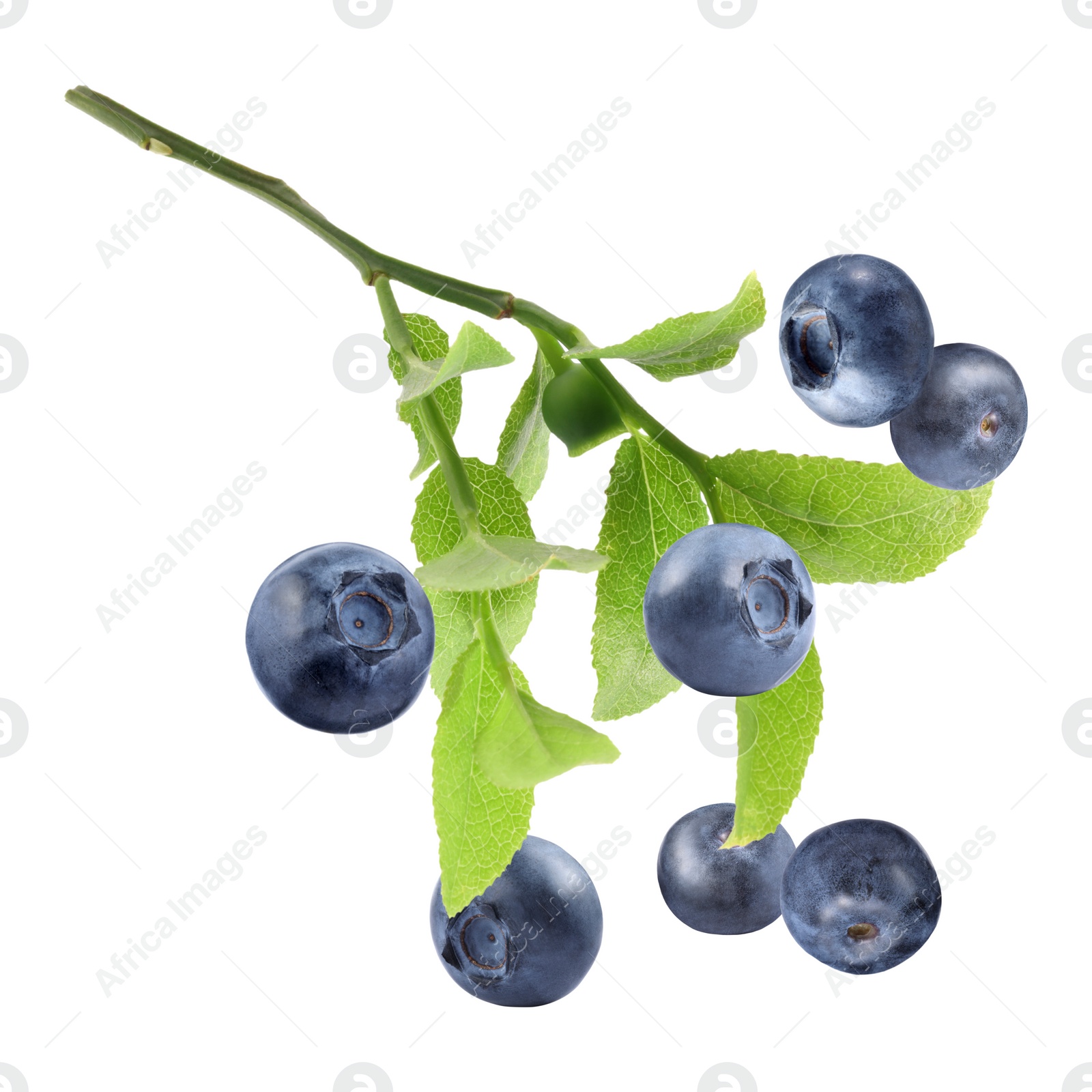 Image of Fresh ripe bilberries and green leaves falling on white background