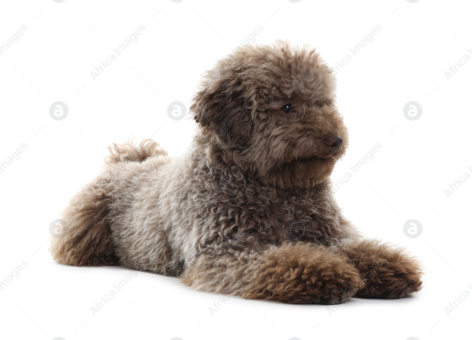 Photo of Cute Toy Poodle dog on white background