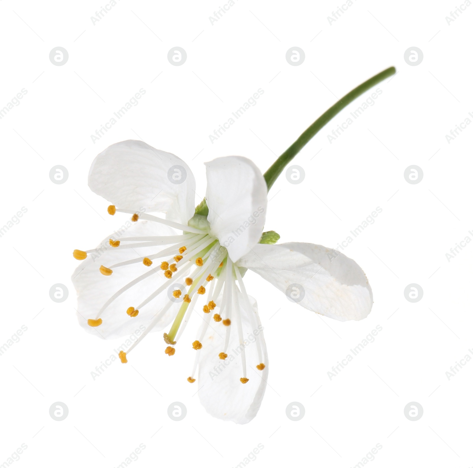 Photo of One beautiful spring blossom isolated on white