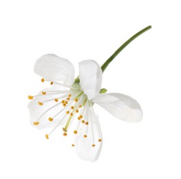 Photo of One beautiful spring blossom isolated on white