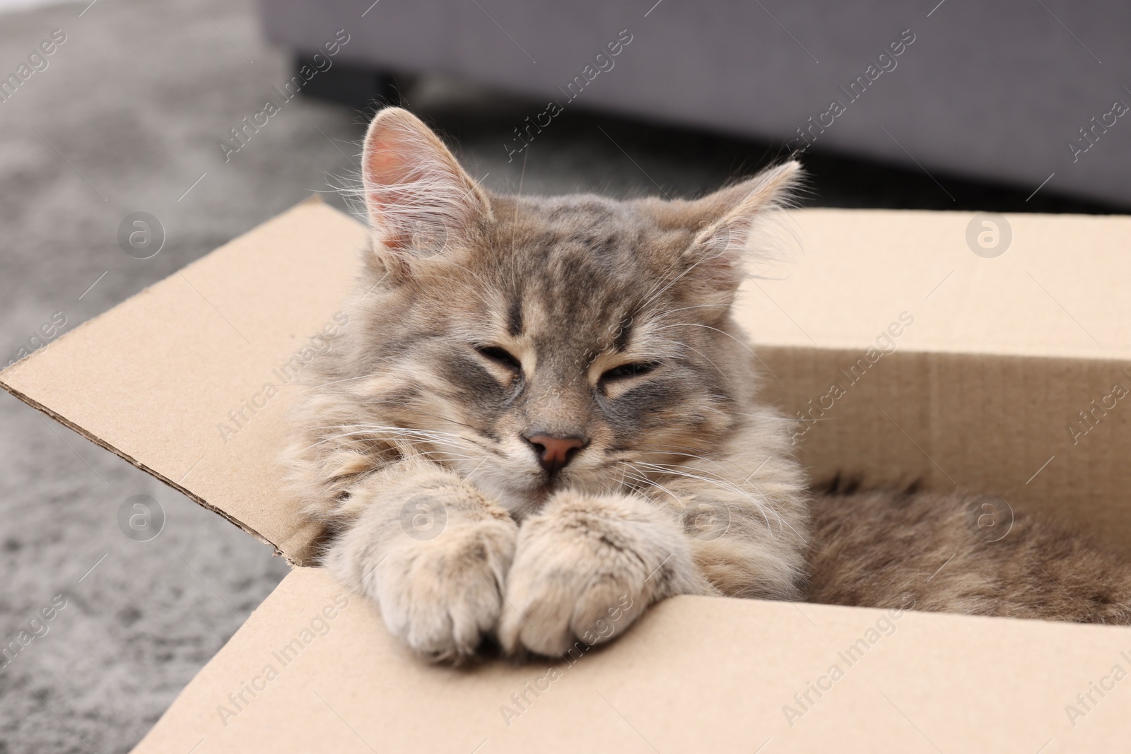 Photo of Cute fluffy cat in cardboard box indoors, closeup