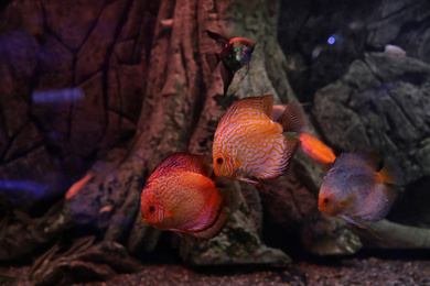 Photo of Beautiful discus fish in clear aquarium water