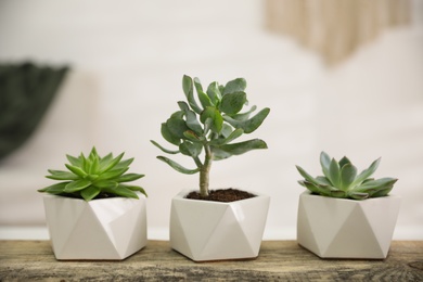 Photo of Beautiful potted succulents on wooden table indoors
