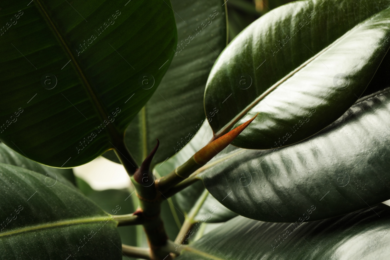 Photo of Ficus with lush leaves, closeup. Tropical plant