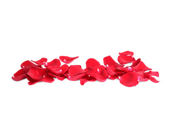 Fresh red rose petals on white background