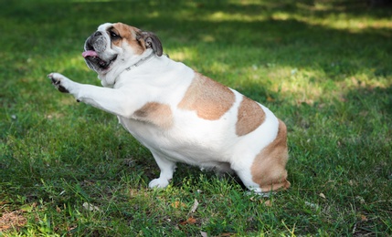 Funny English bulldog on green grass in park