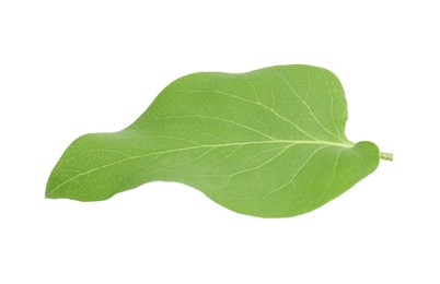 Photo of One green lilac leaf isolated on white