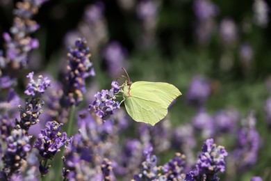 Beautiful butterfly in lavender field on sunny day, closeup