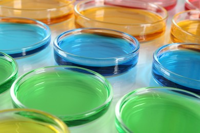 Photo of Petri dishes with colorful liquids on white table, closeup