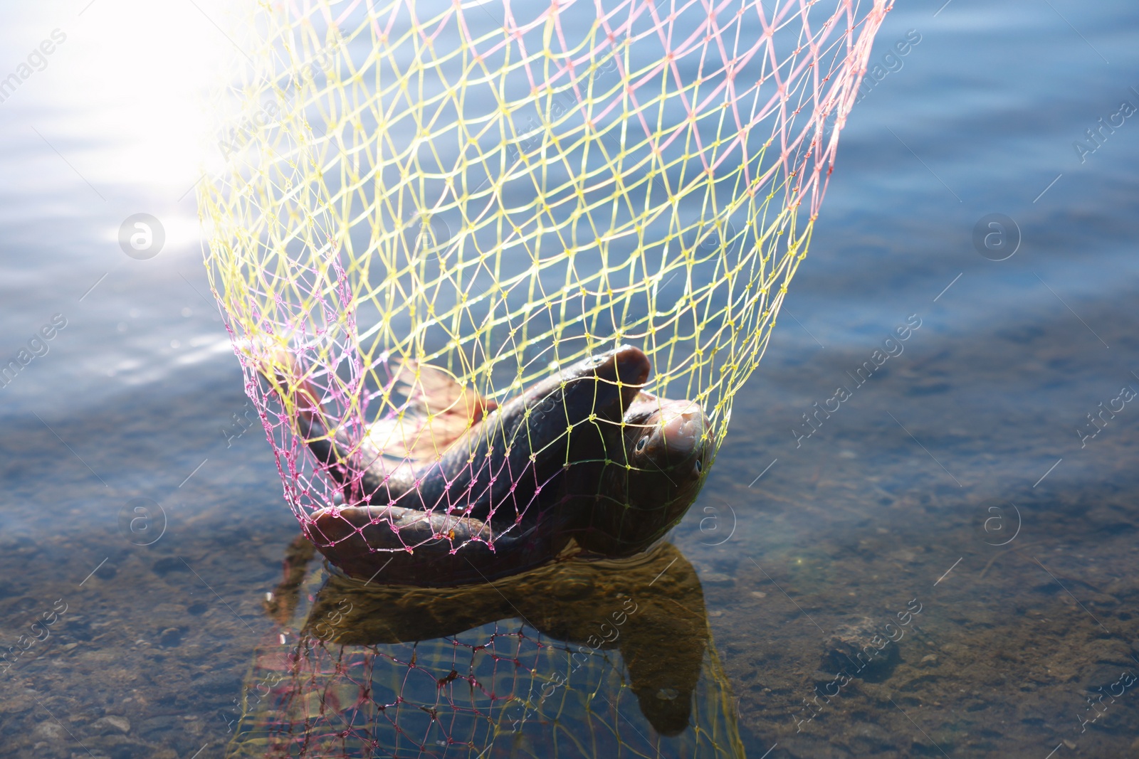 Photo of Net with catch above river. Fishing day