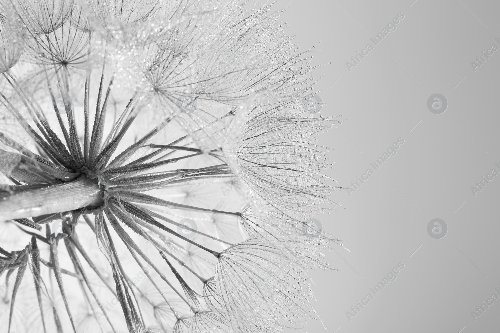 Photo of Dandelion seed head on grey background, close up. Black and white effect