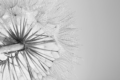 Dandelion seed head on grey background, close up. Black and white effect