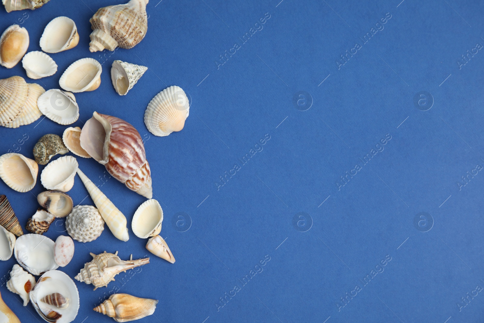 Photo of Different beautiful sea shells on blue background, flat lay. Space for text