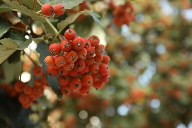 Photo of Rowan tree with many orange berries growing outdoors, closeup. Space for text