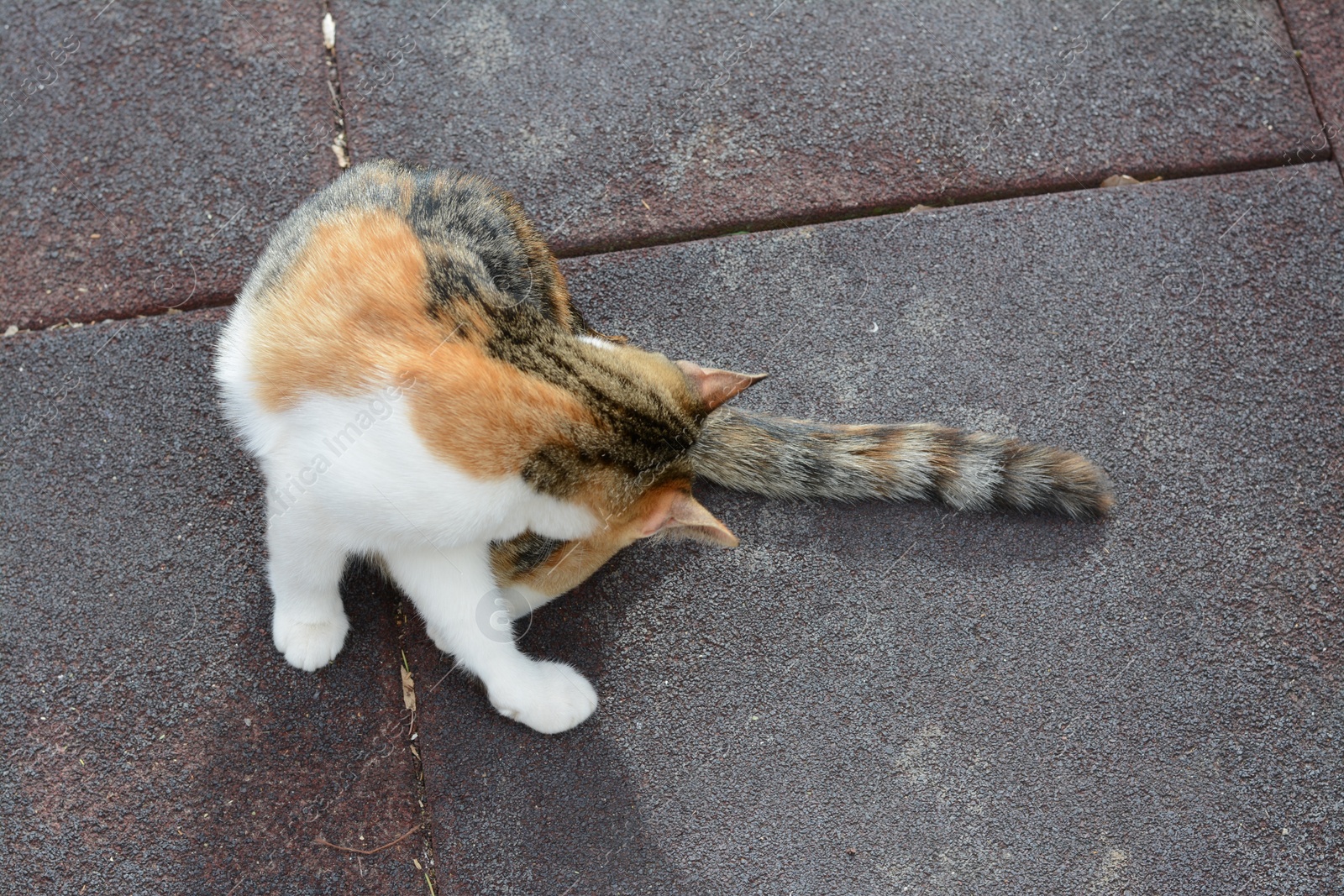 Photo of Stray cat on city street. Homeless animal