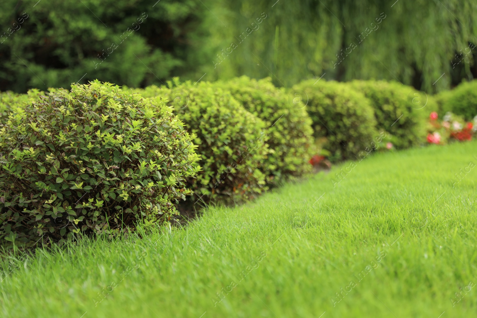 Photo of Picturesque landscape with beautiful green lawn on sunny day. Gardening idea