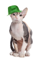 Cute Sphynx cat with leprechaun hat on white background. St. Patrick's Day
