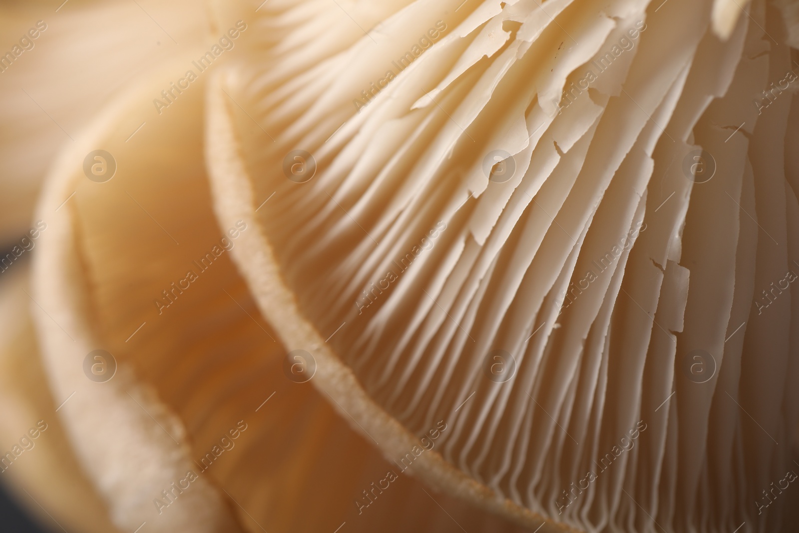 Photo of Macro view of fresh oyster mushrooms as background