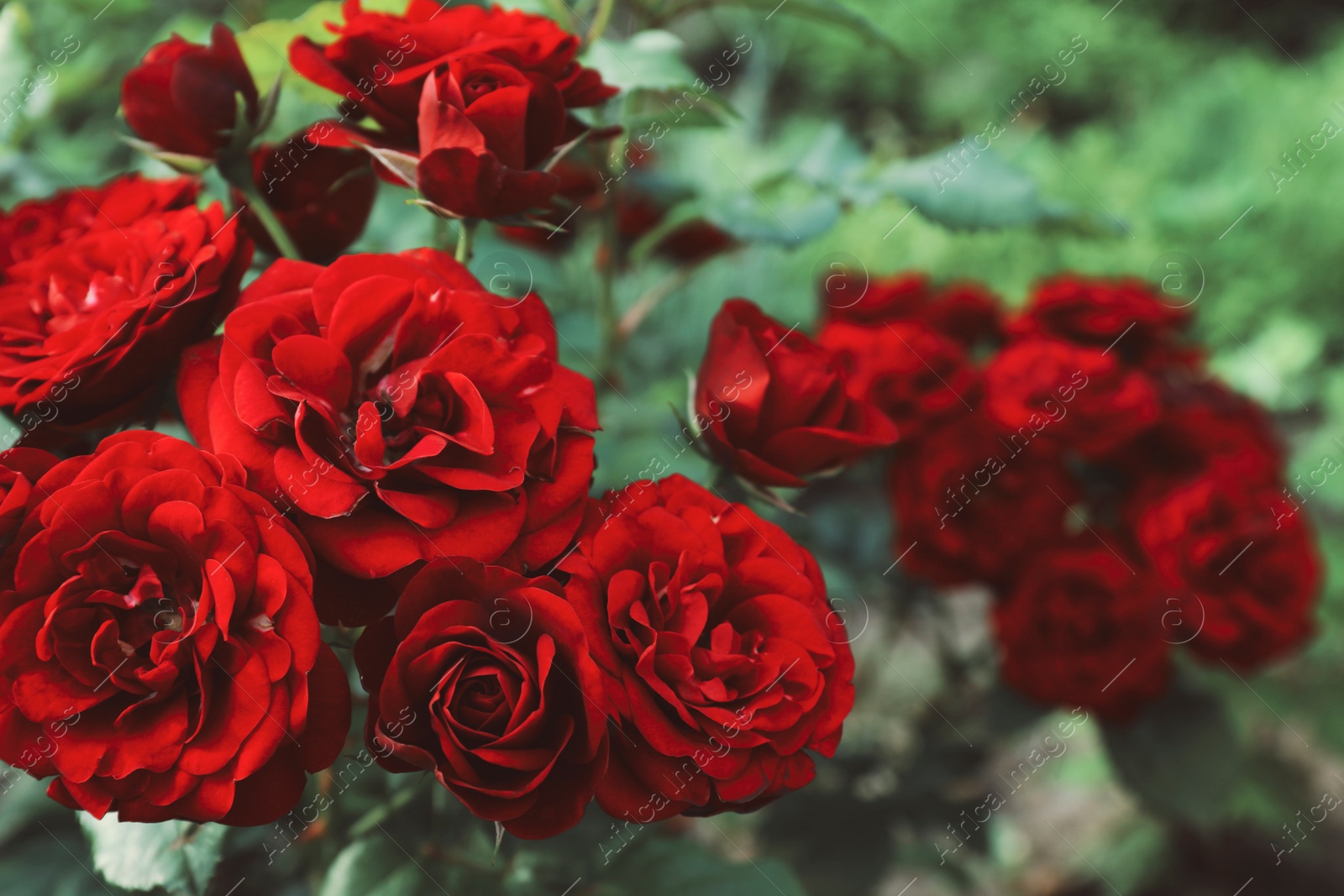 Image of Beautiful blooming red roses on bush outdoors