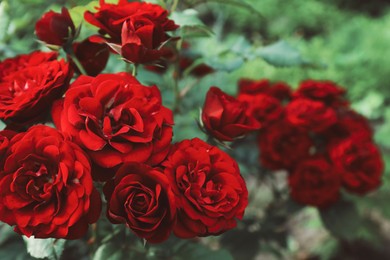 Beautiful blooming red roses on bush outdoors