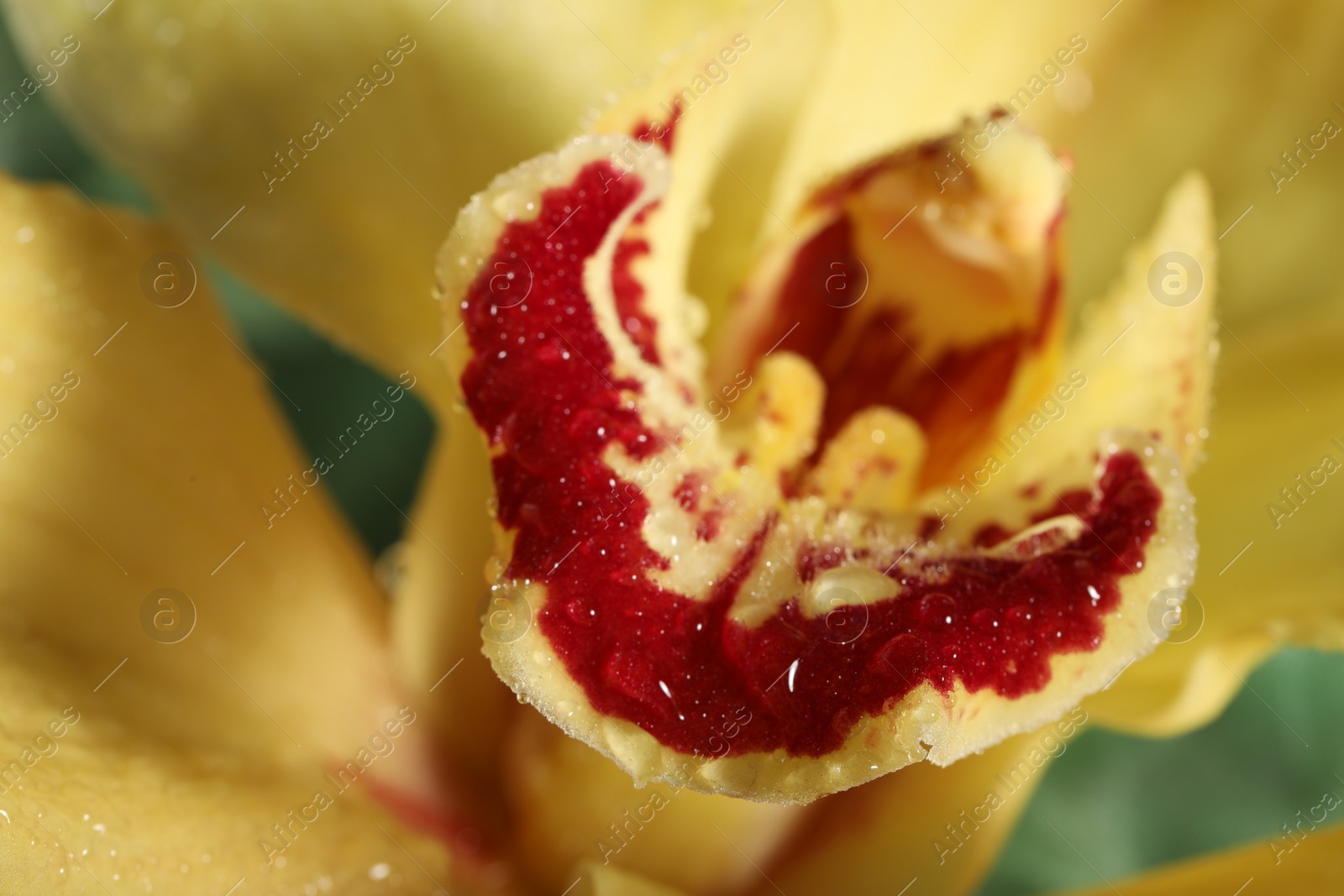 Photo of Closeup view of beautiful blooming orchid flower with dew drops