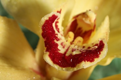 Closeup view of beautiful blooming orchid flower with dew drops