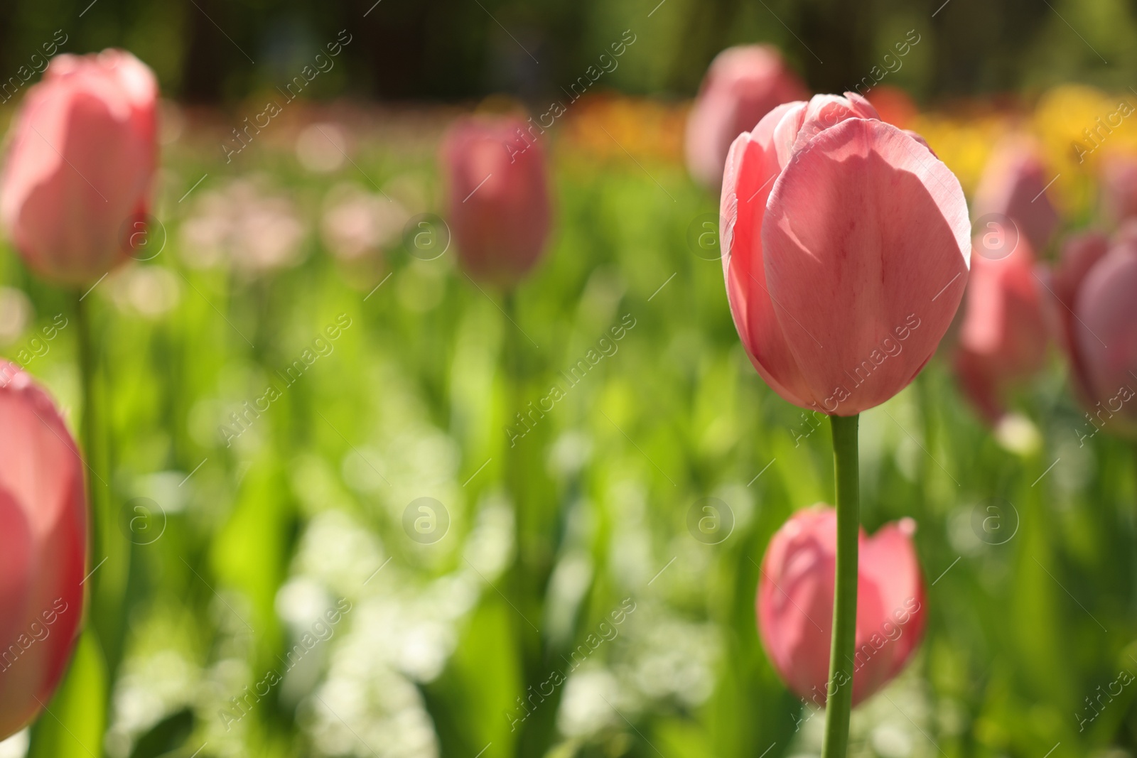 Photo of Beautiful pink tulips growing outdoors on sunny day, closeup. Space for text