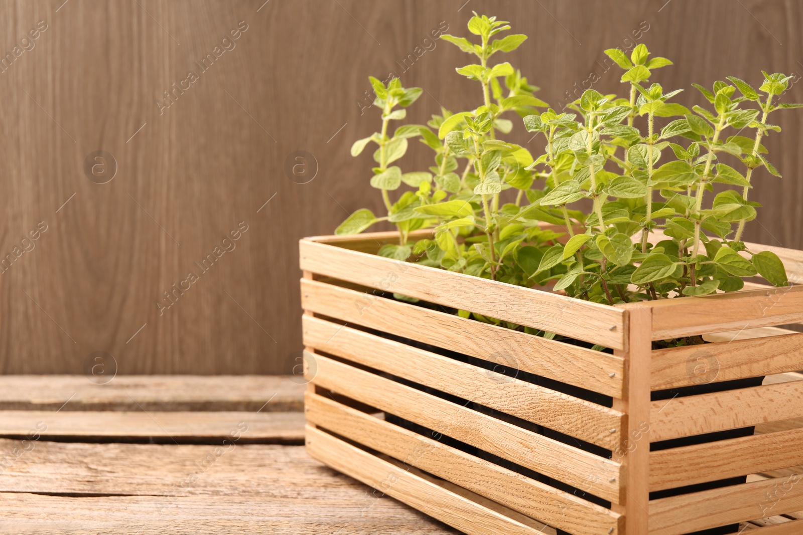 Photo of Aromatic oregano growing in crate on wooden table. Space for text