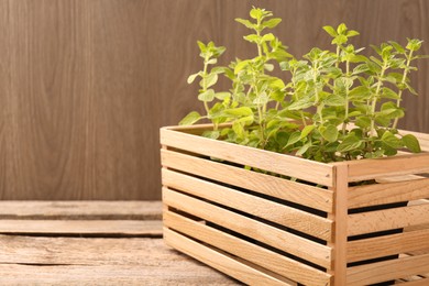 Photo of Aromatic oregano growing in crate on wooden table. Space for text