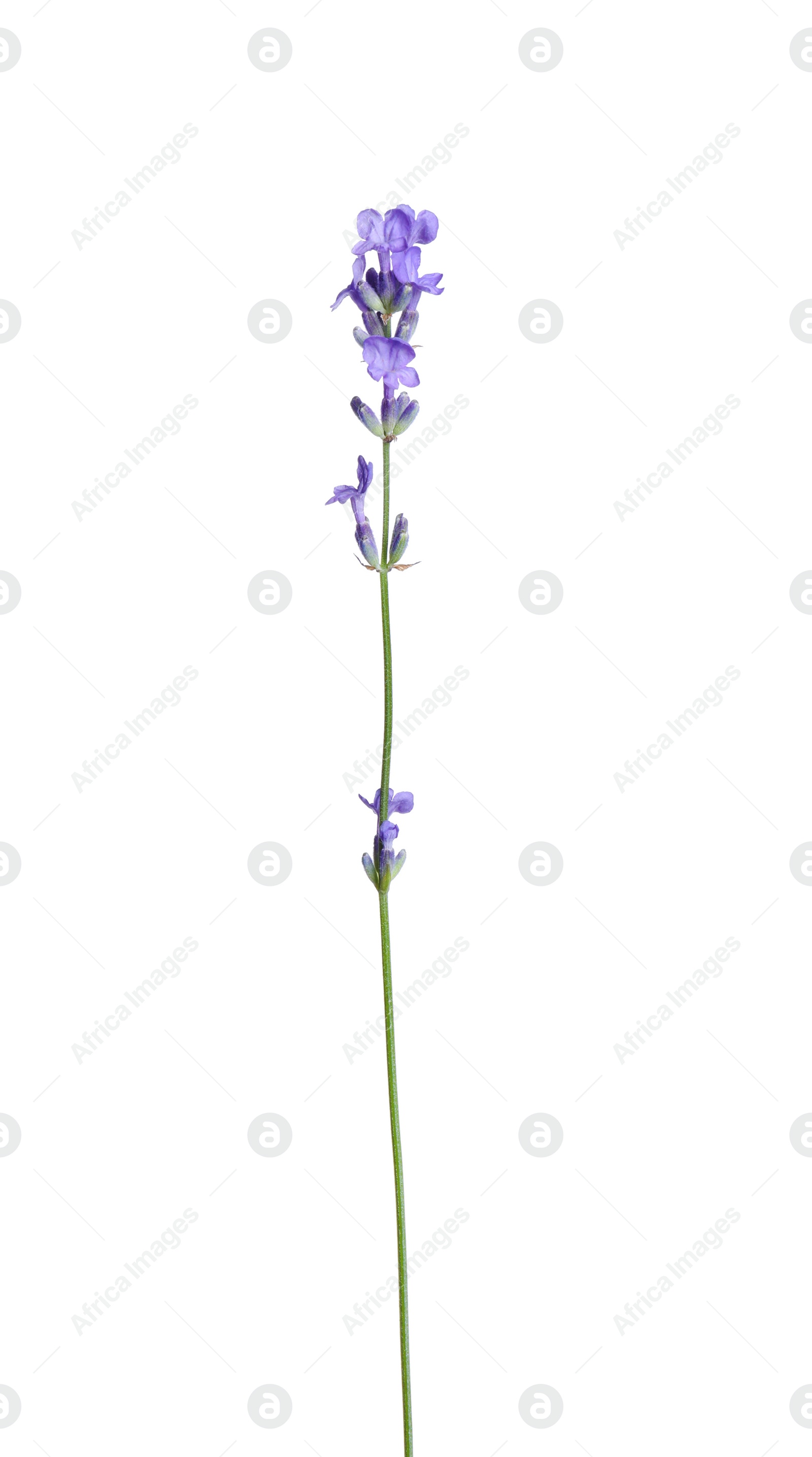 Photo of Beautiful blooming lavender flower isolated on white