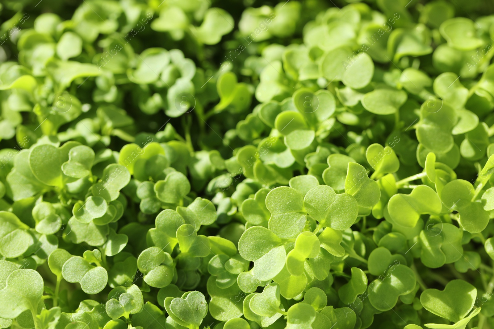 Photo of Growing microgreen. Fresh daikon radish sprouts as background, closeup