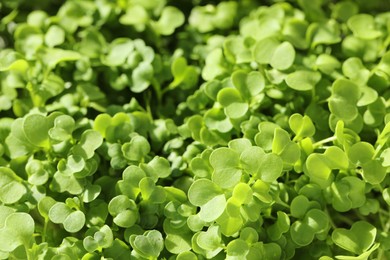 Growing microgreen. Fresh daikon radish sprouts as background, closeup