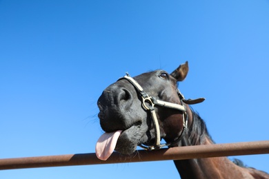 Photo of Dark horse at fence outdoors on sunny day, closeup. Beautiful pet