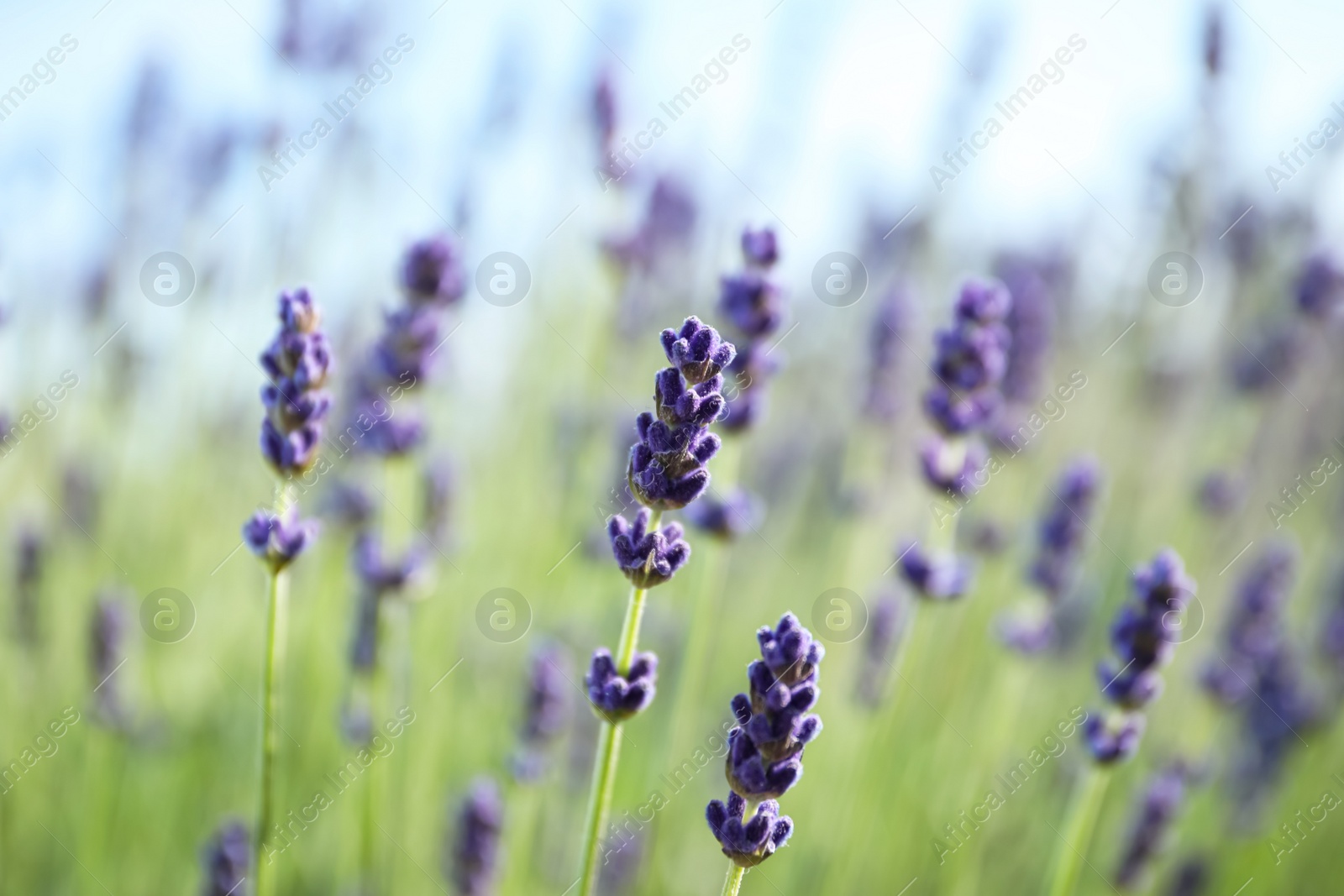 Photo of Beautiful lavender flowers growing in field, closeup