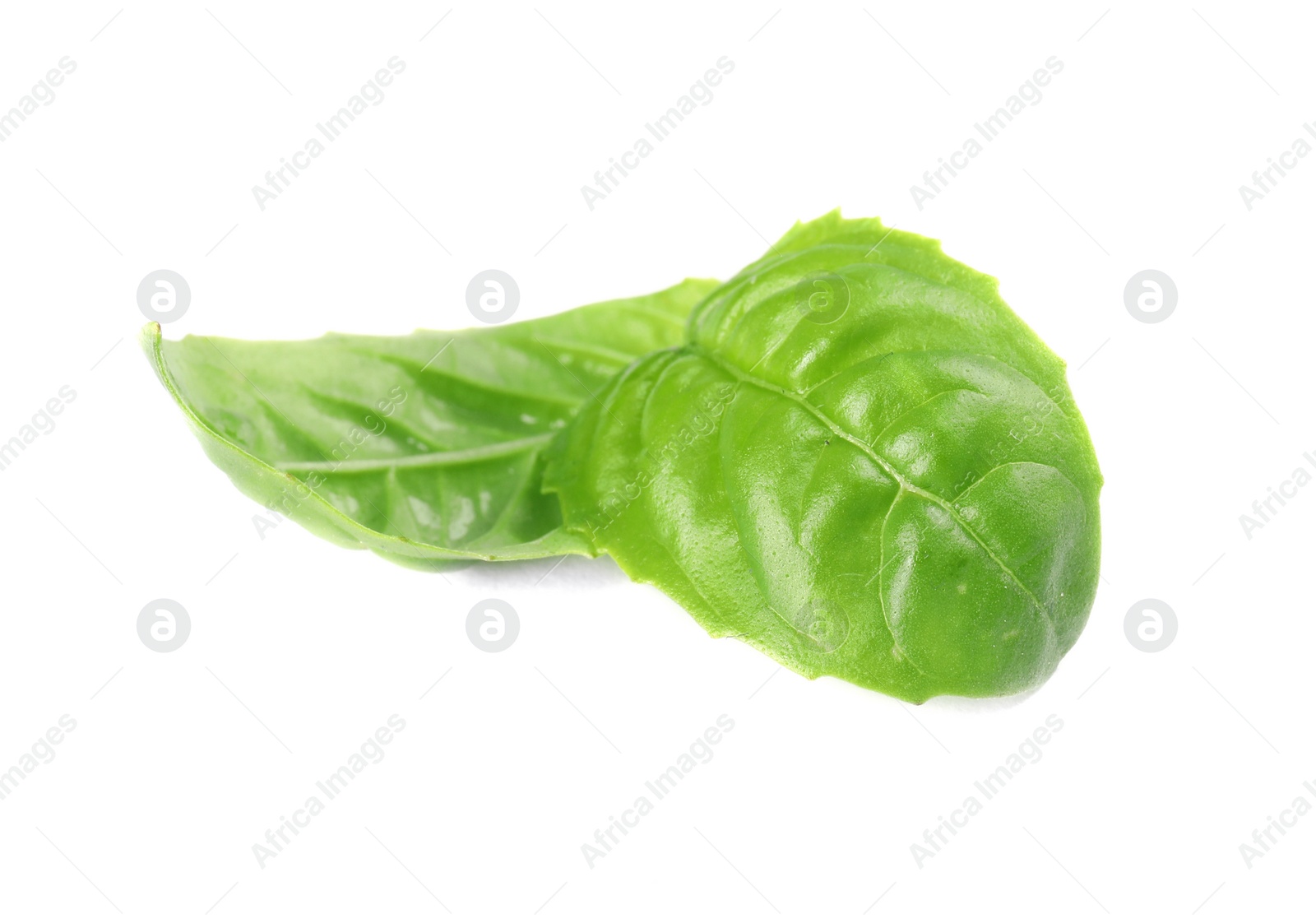 Photo of Fresh green basil leaves on white background