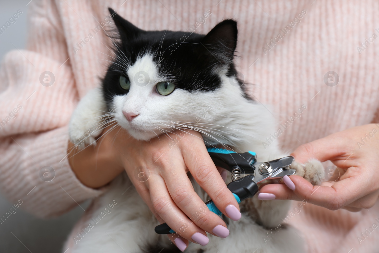 Photo of Woman cutting claws of cute cat with clipper, closeup