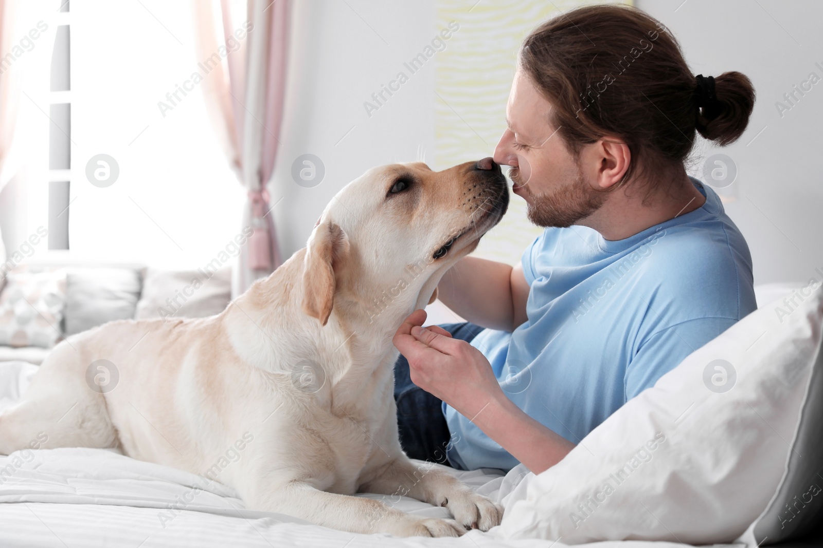 Photo of Adorable yellow labrador retriever with owner on bed indoors