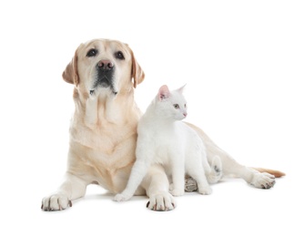 Adorable dog and cat together on white background. Friends forever