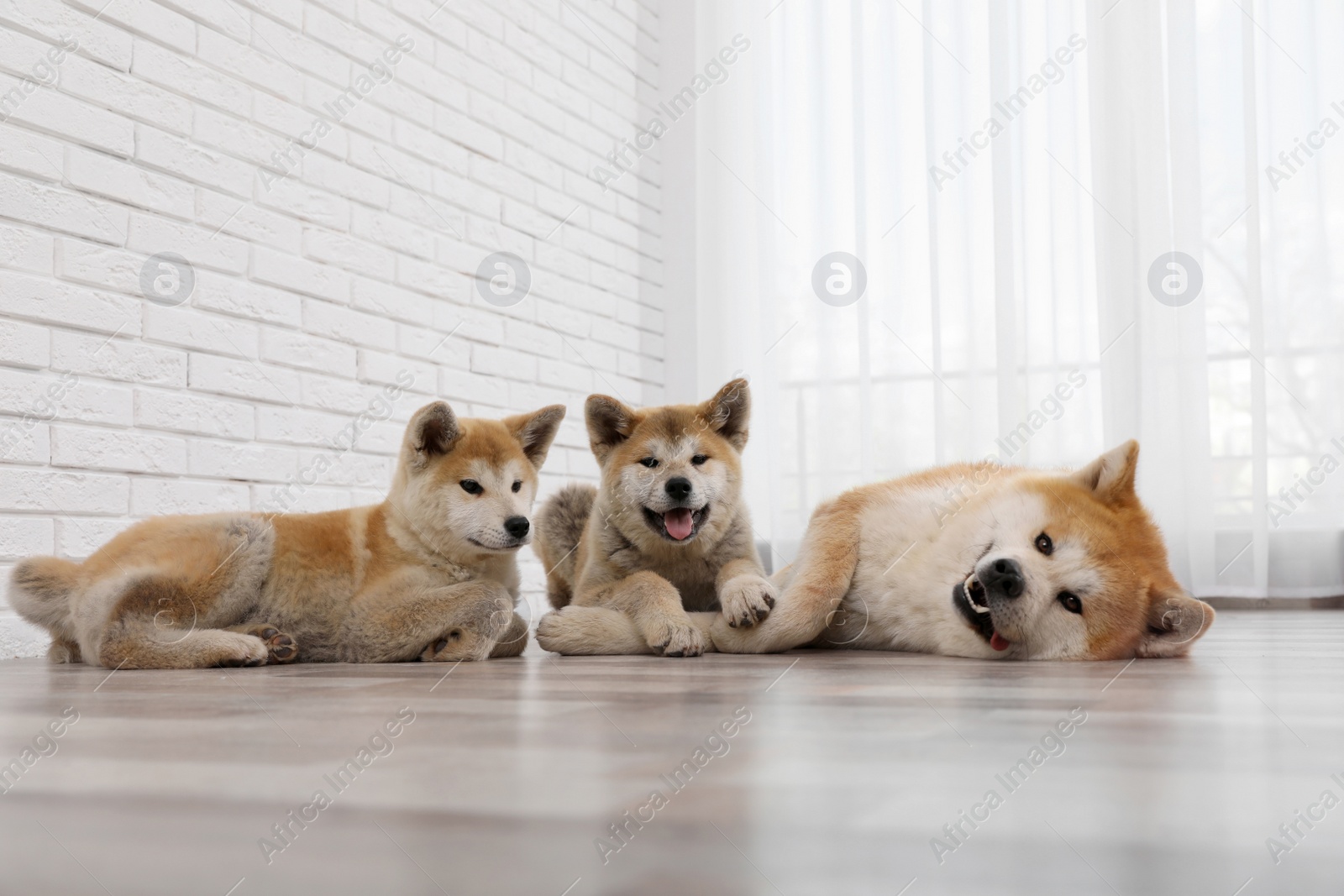 Photo of Adorable Akita Inu dog and puppies on floor indoors