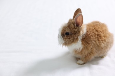 Photo of Cute fluffy pet rabbit on white background. Space for text