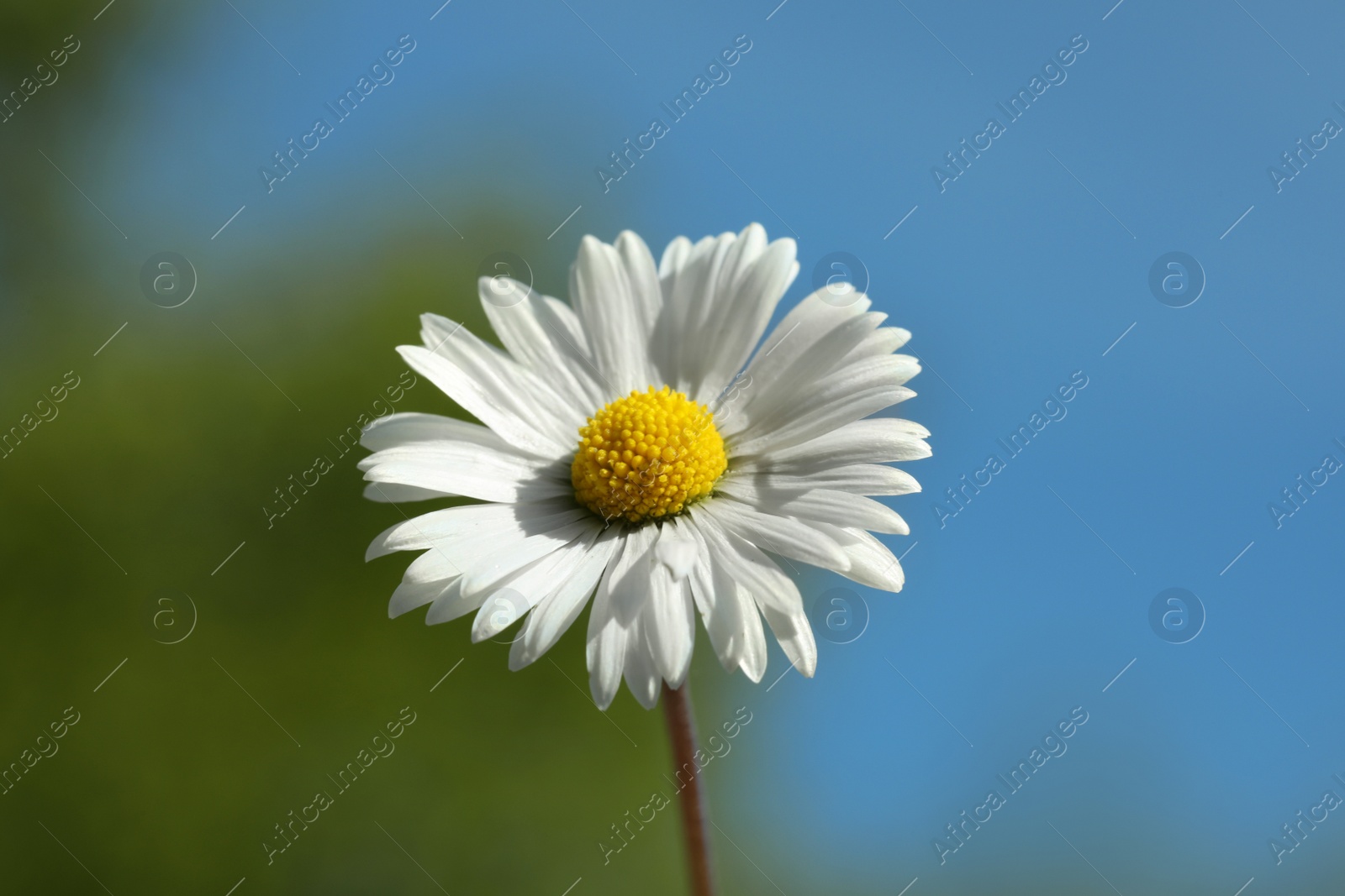 Photo of Beautiful daisy flower against blue sky outdoors, closeup view